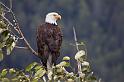 052 Haines, Chilkat Bald Eagle Preserve, Visarend